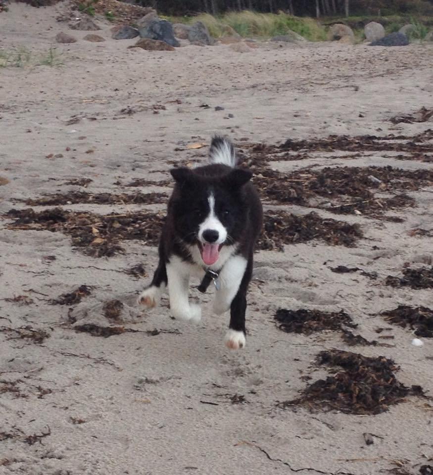 Border collie Beat billede 3