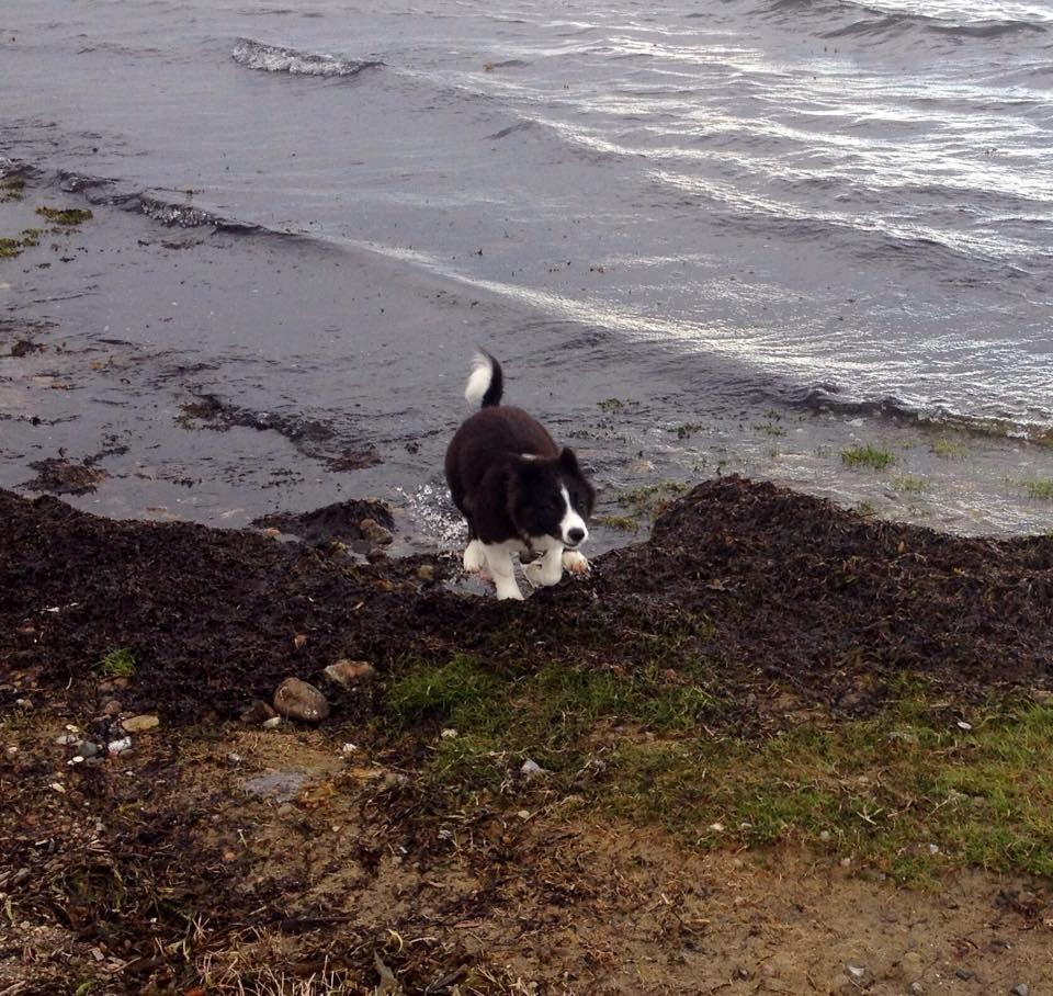 Border collie Beat billede 13