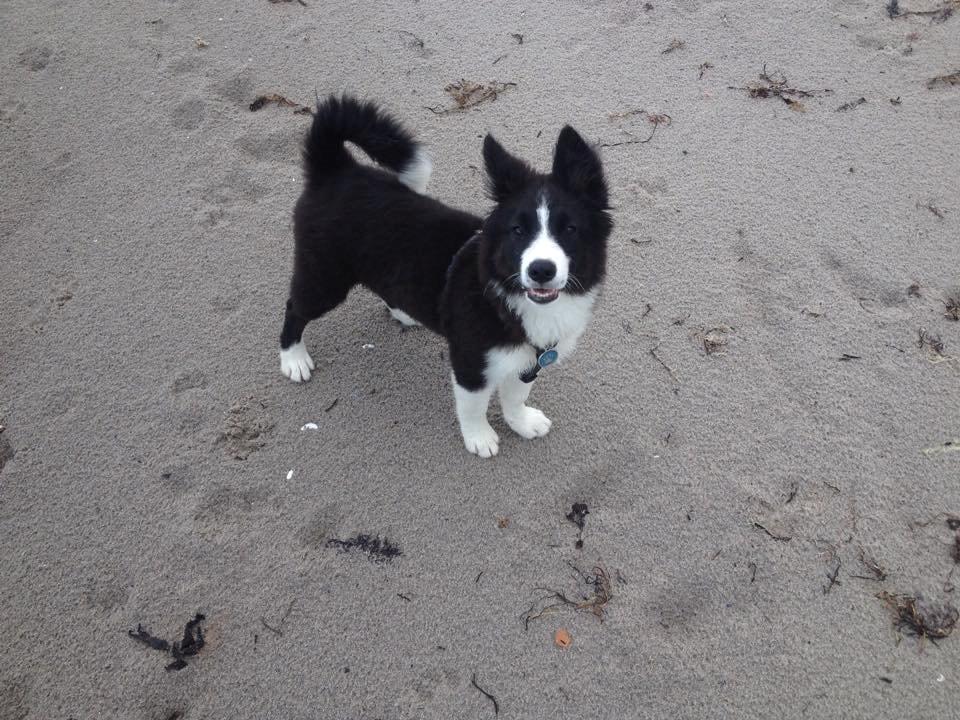 Border collie Beat billede 10