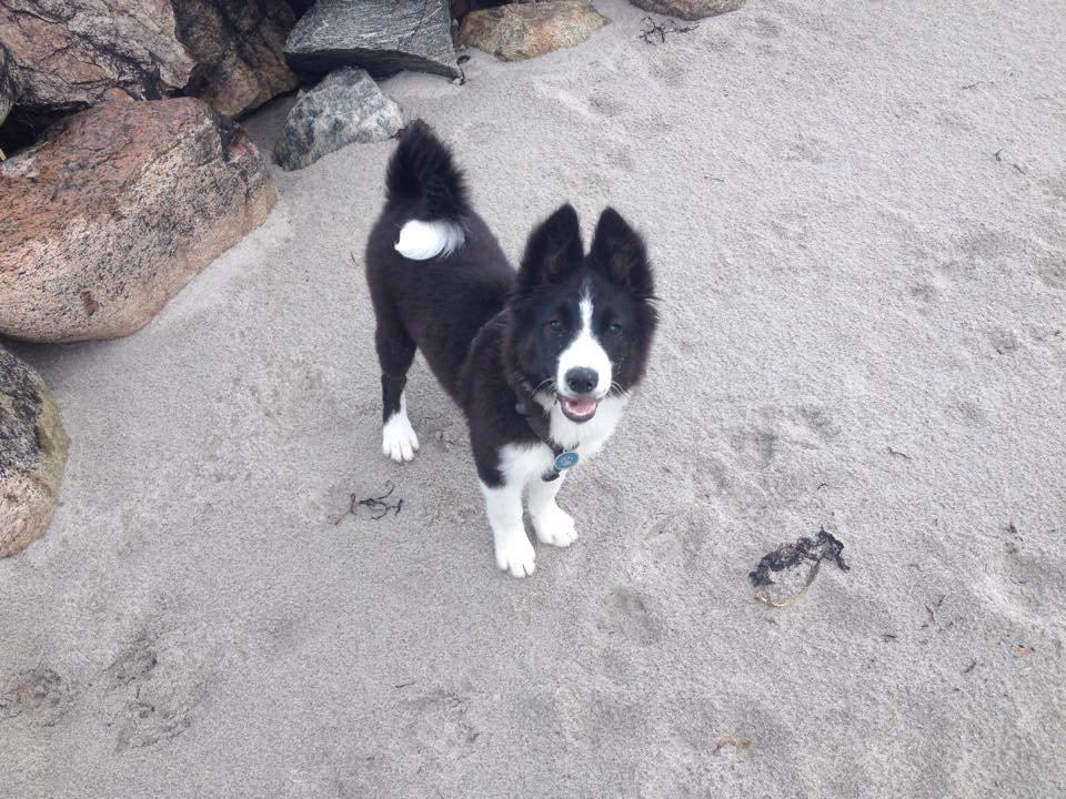 Border collie Beat billede 9