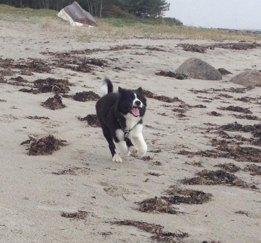 Border collie Beat billede 5