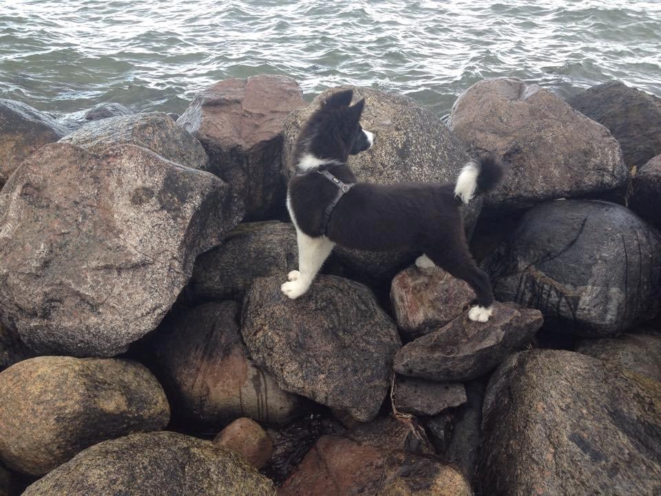 Border collie Beat billede 8