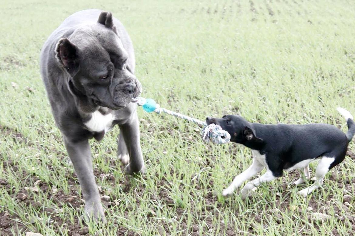 Blanding af racer La Chica - Coco & Chica leger billede 38