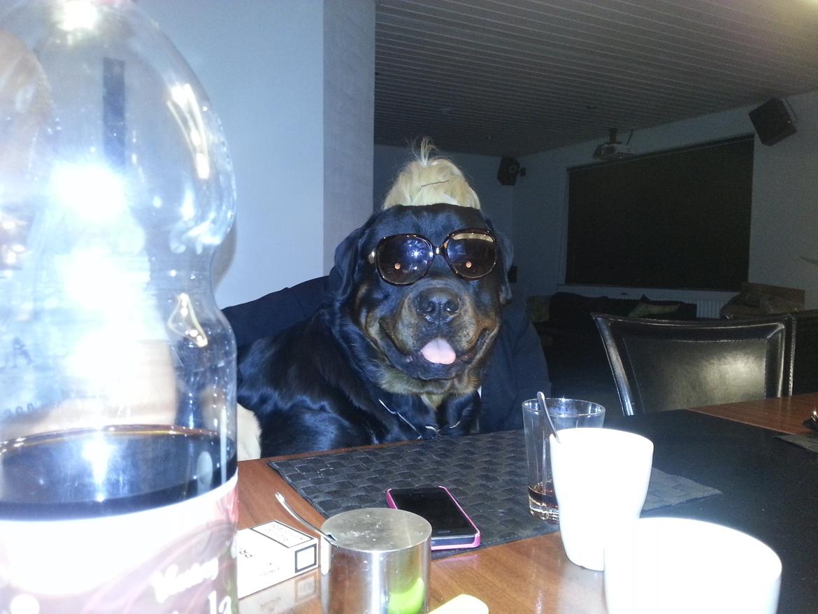 Rottweiler Vom Hause Desteny Loke - Loke med michellas "fluebriller" billede 22