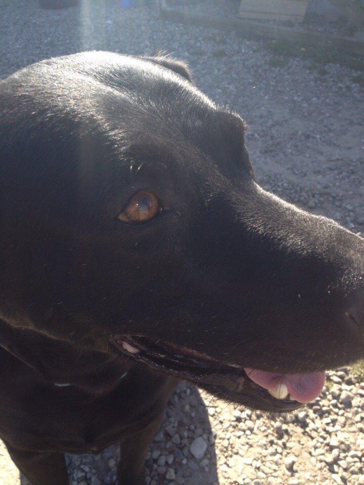 Labrador retriever Buster billede 9