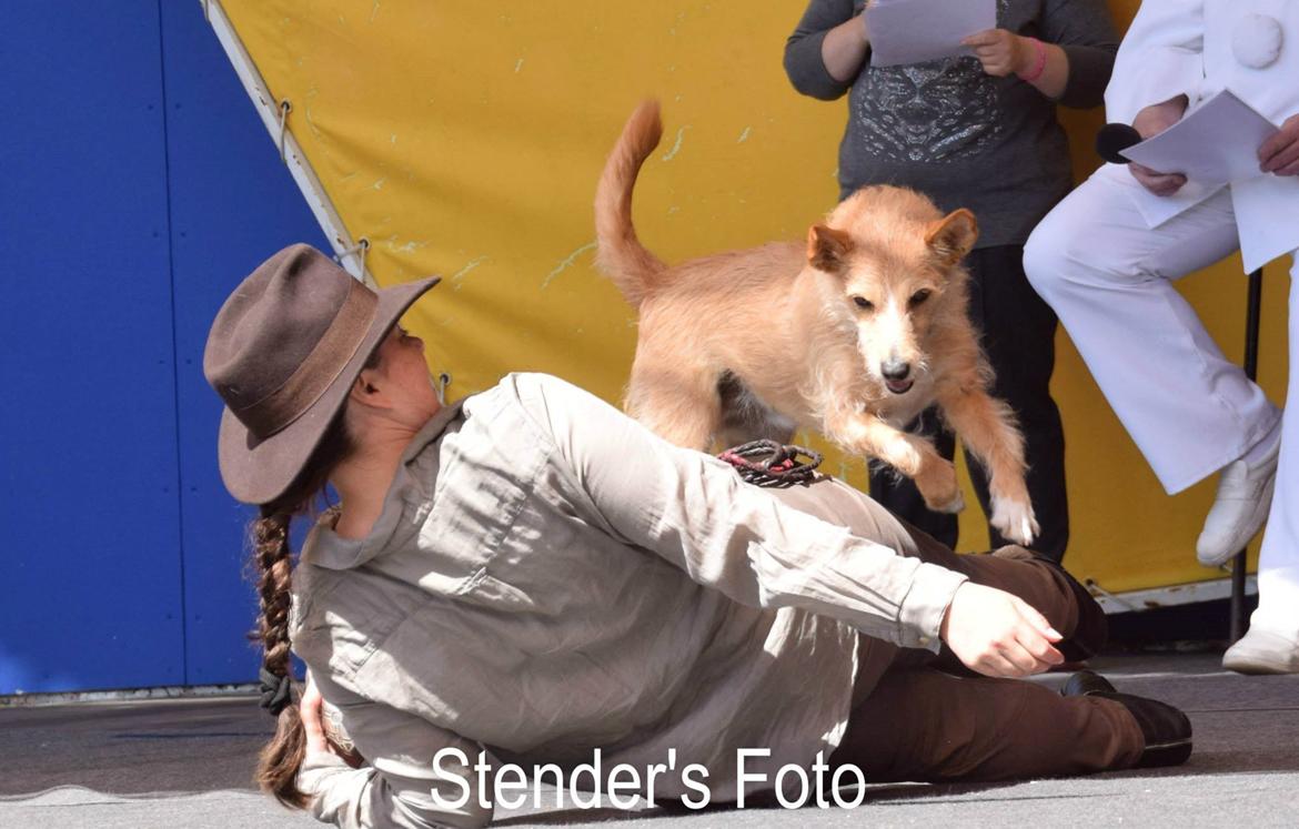 Podengo portugues medio Leopoldo billede 16