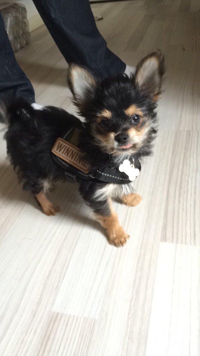 Blanding af racer Buddy billede 7