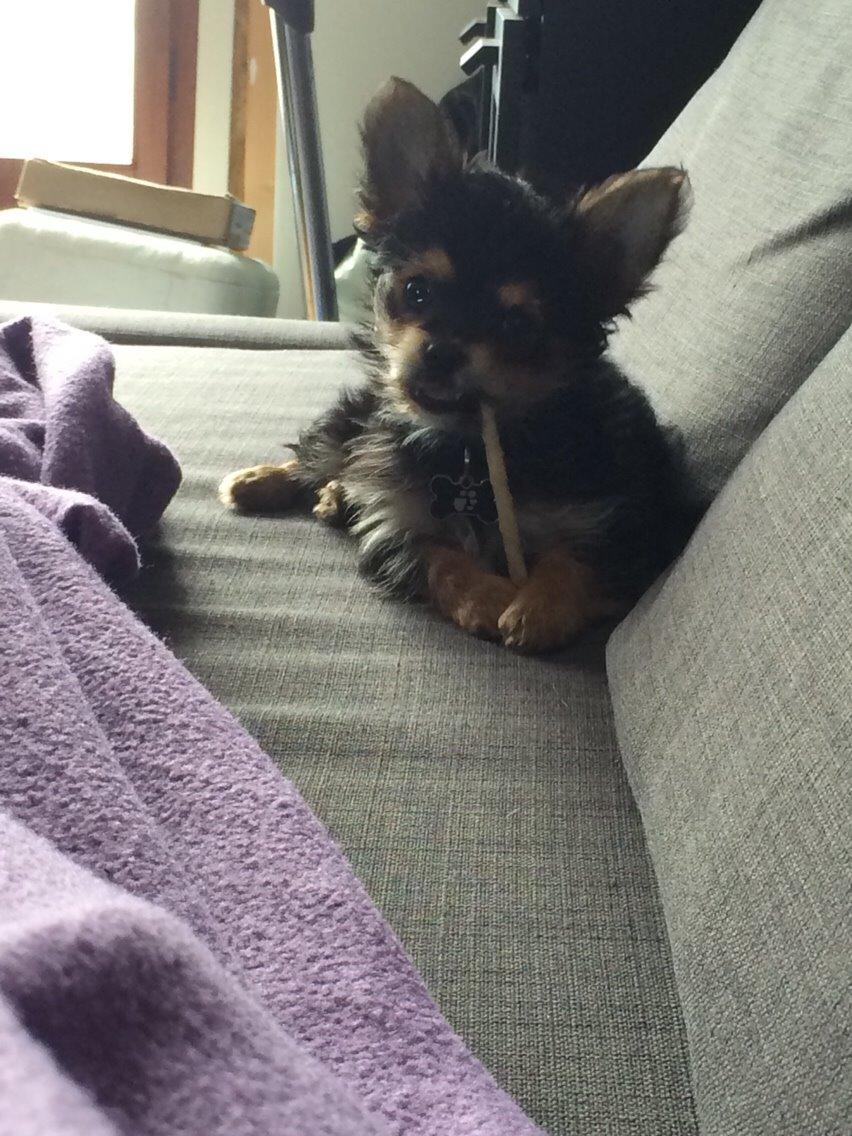 Blanding af racer Buddy billede 8