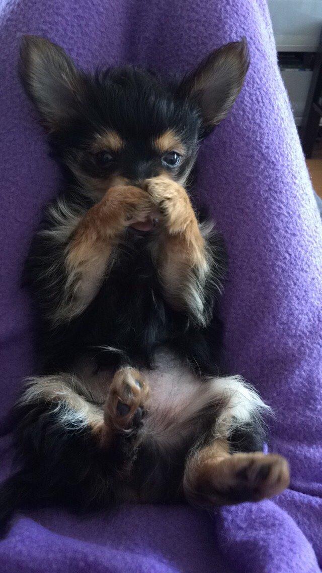 Blanding af racer Buddy billede 9