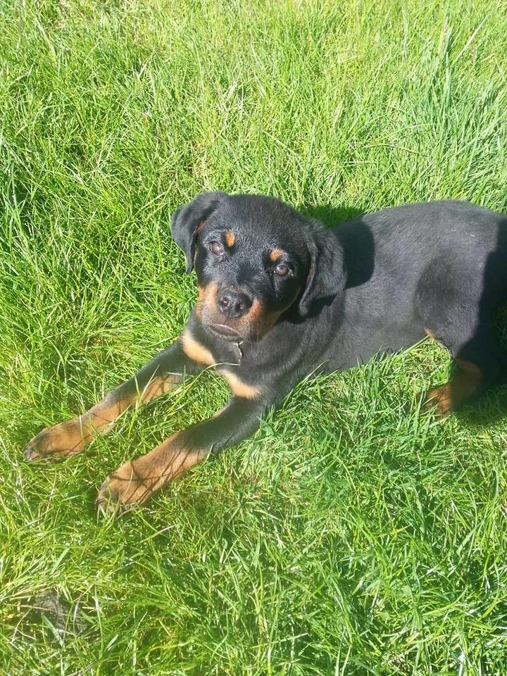 Rottweiler Hedegårds Xander - 13 uger billede 7