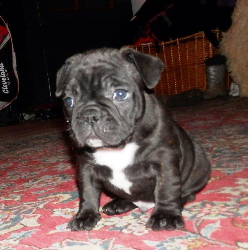 Fransk bulldog Møffe billede 11