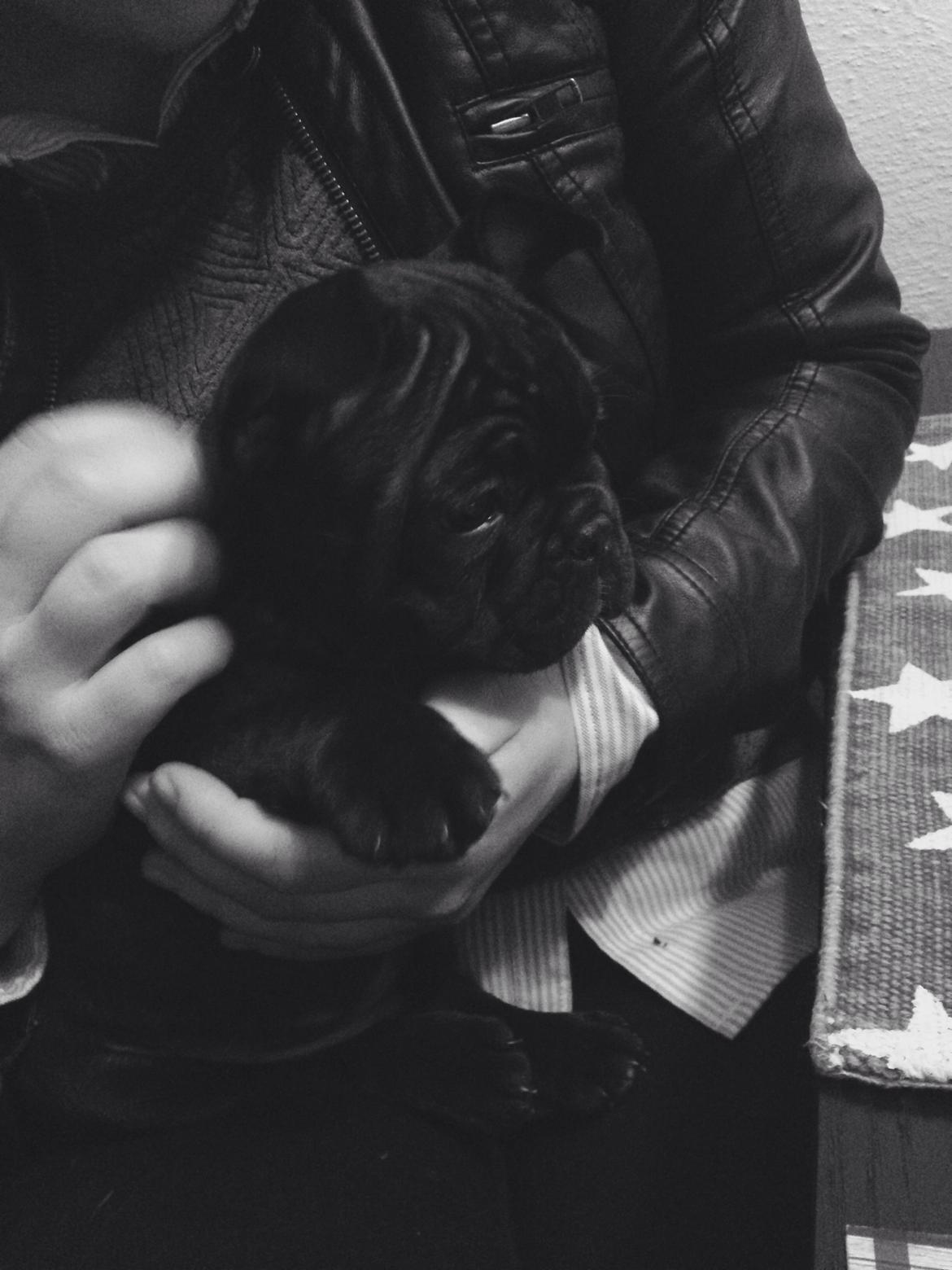 Fransk bulldog Møffe billede 9