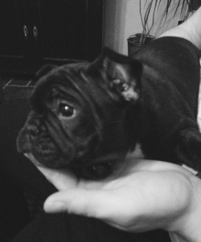 Fransk bulldog Møffe billede 10