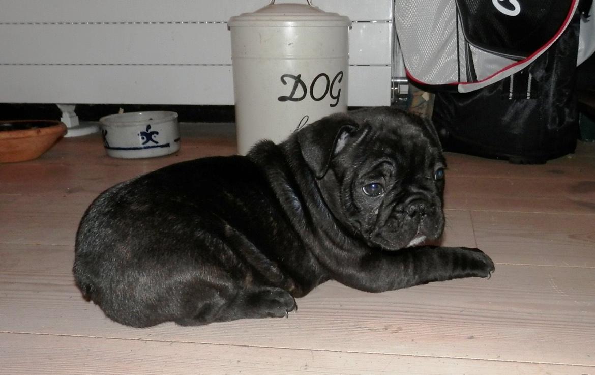 Fransk bulldog Møffe billede 12