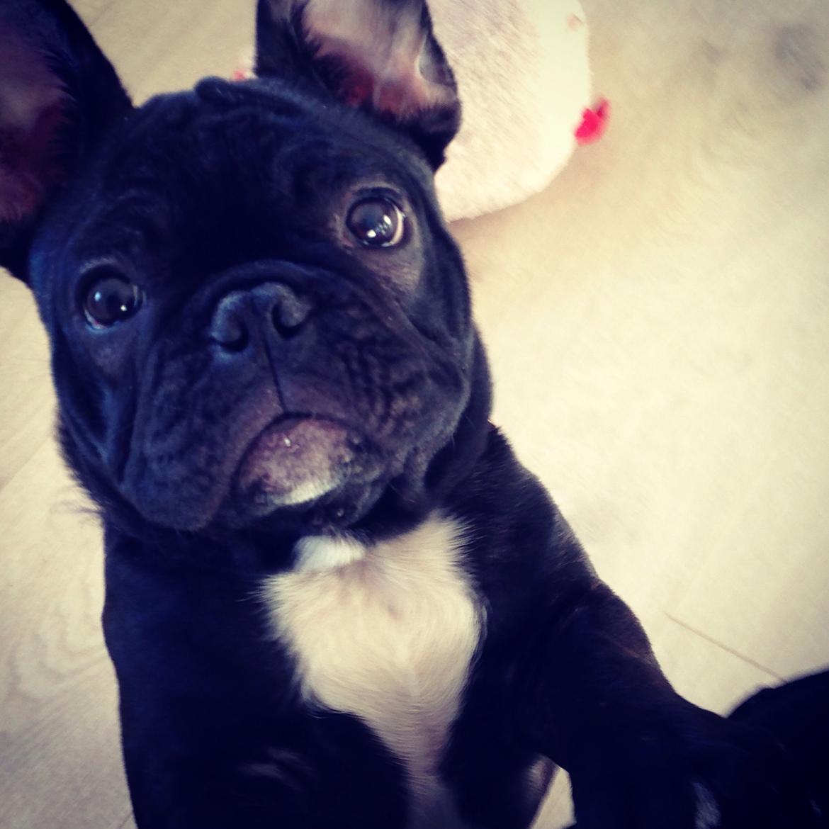 Fransk bulldog Møffe billede 4