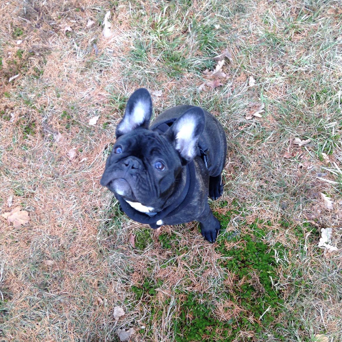 Fransk bulldog Møffe billede 3