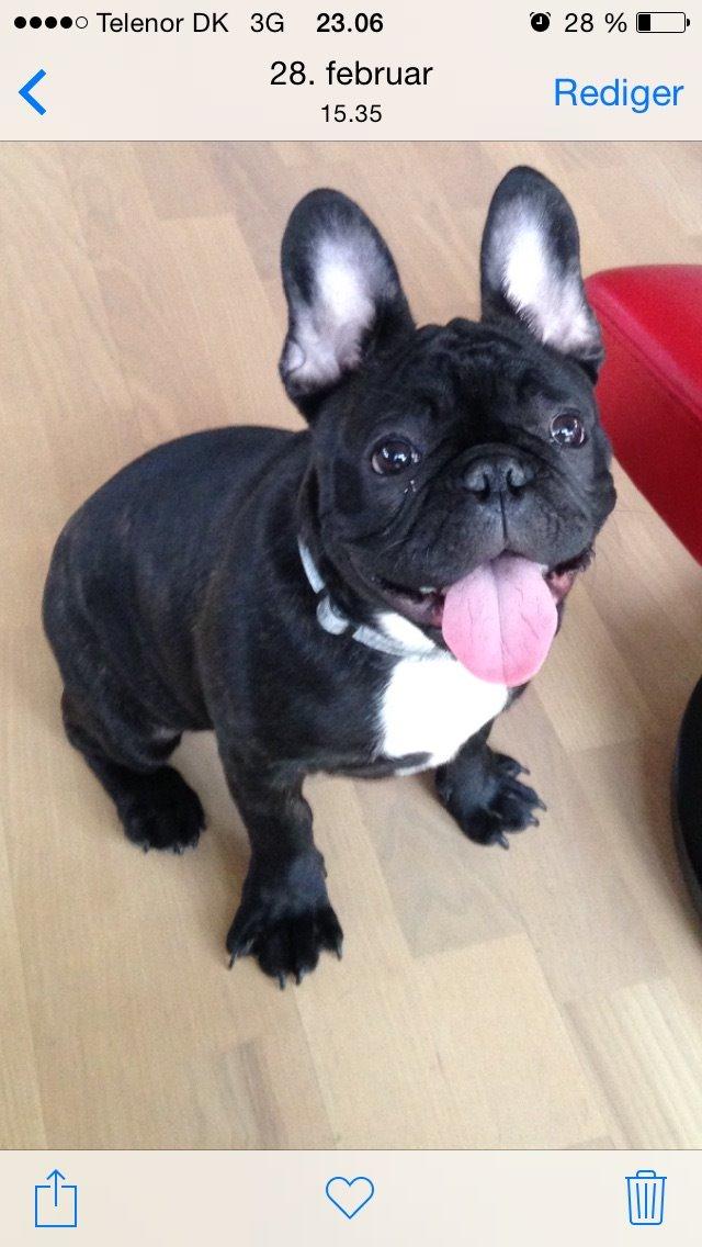 Fransk bulldog Møffe billede 2