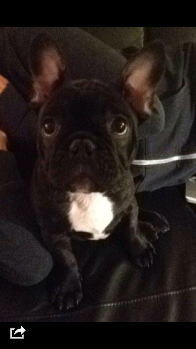 Fransk bulldog Møffe billede 5