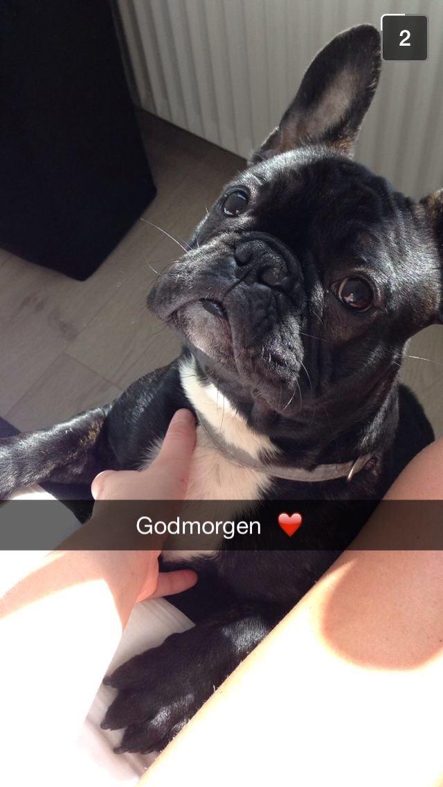 Fransk bulldog Møffe billede 7