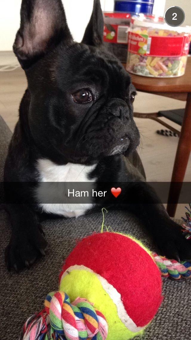 Fransk bulldog Møffe billede 8