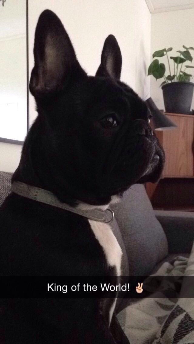 Fransk bulldog Møffe billede 6