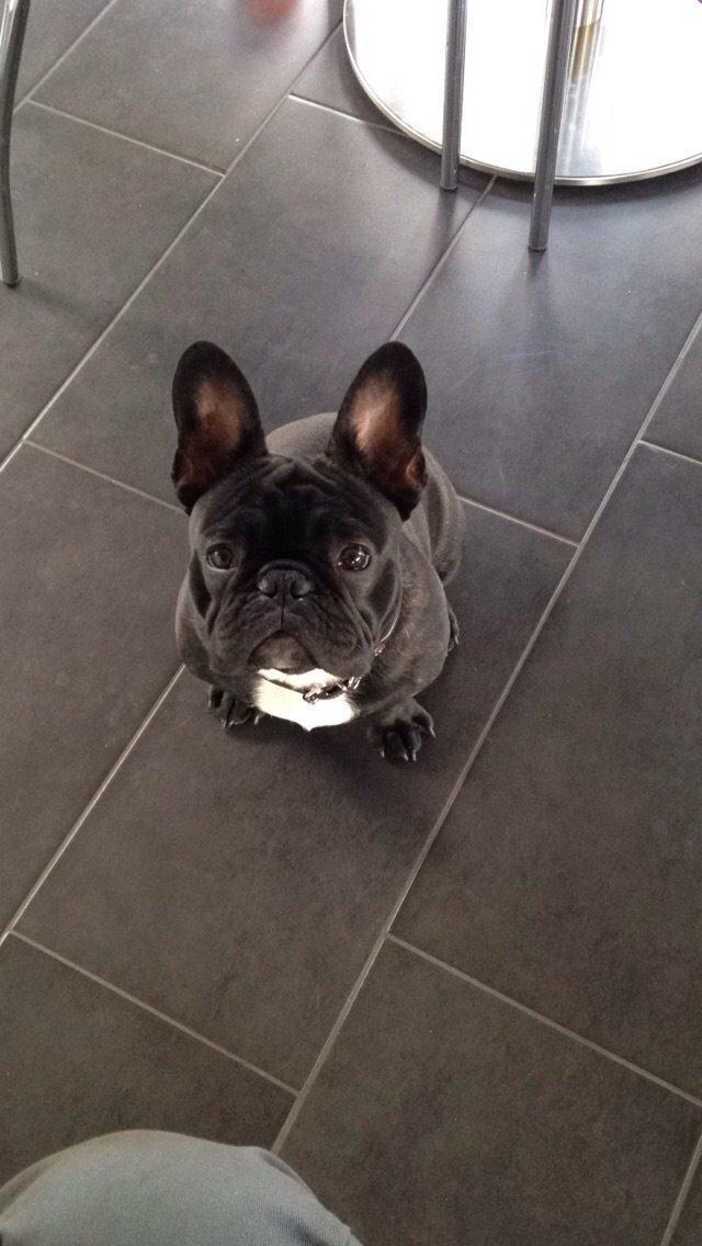 Fransk bulldog Møffe billede 1