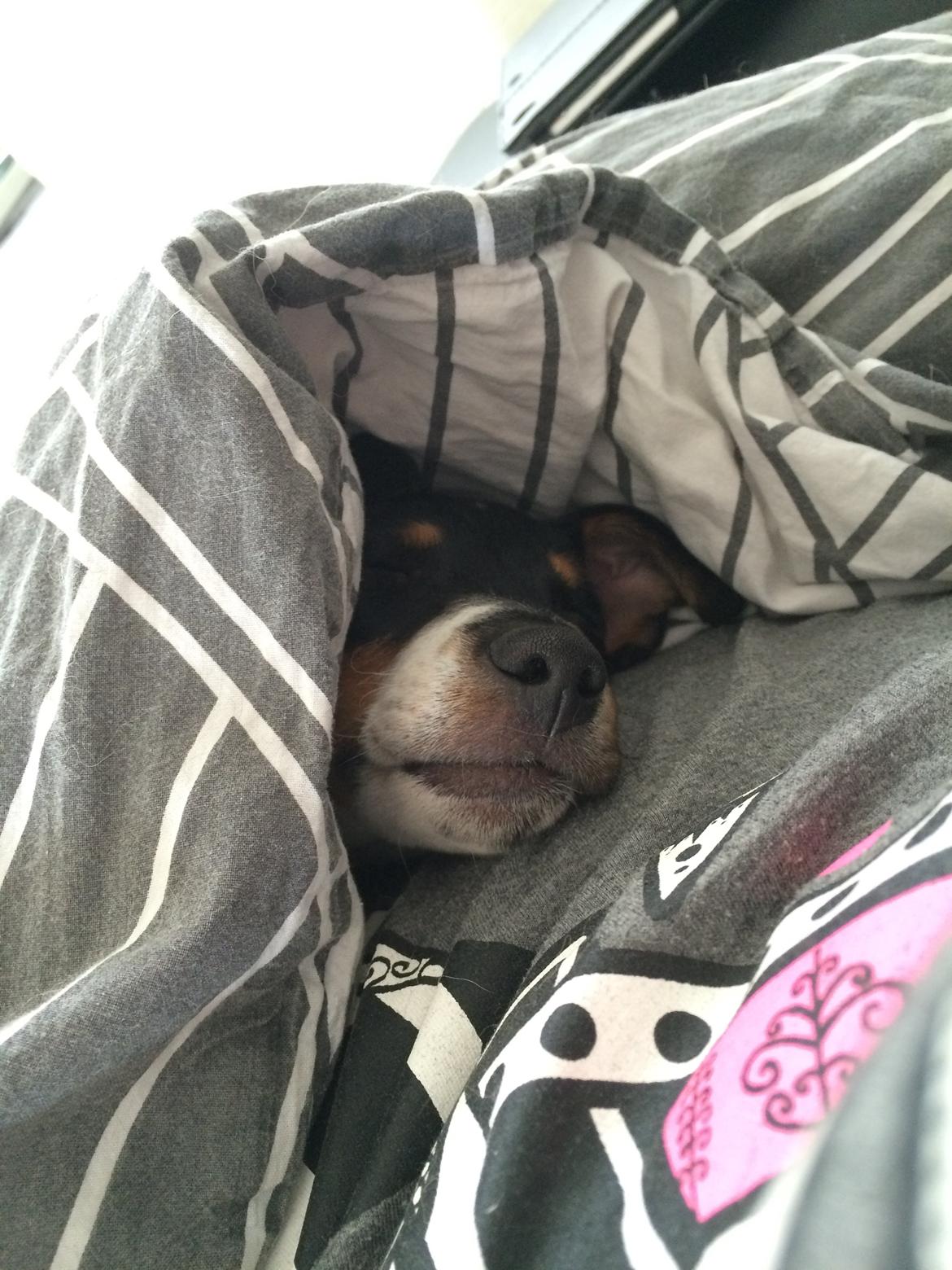 Dansk svensk gaardhund Peeta - Årh hvor er det dejligt at sove under dynen! billede 15