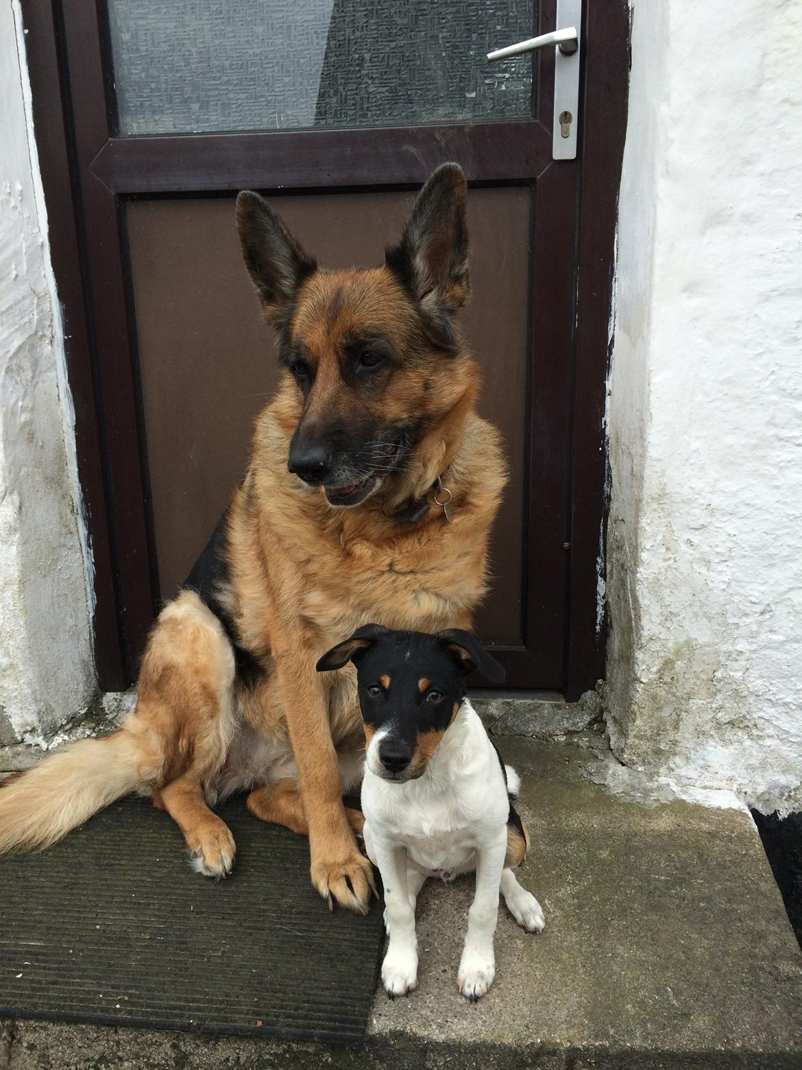 Dansk svensk gaardhund Peeta - Hygger med den bedste ven i hele verden! billede 17
