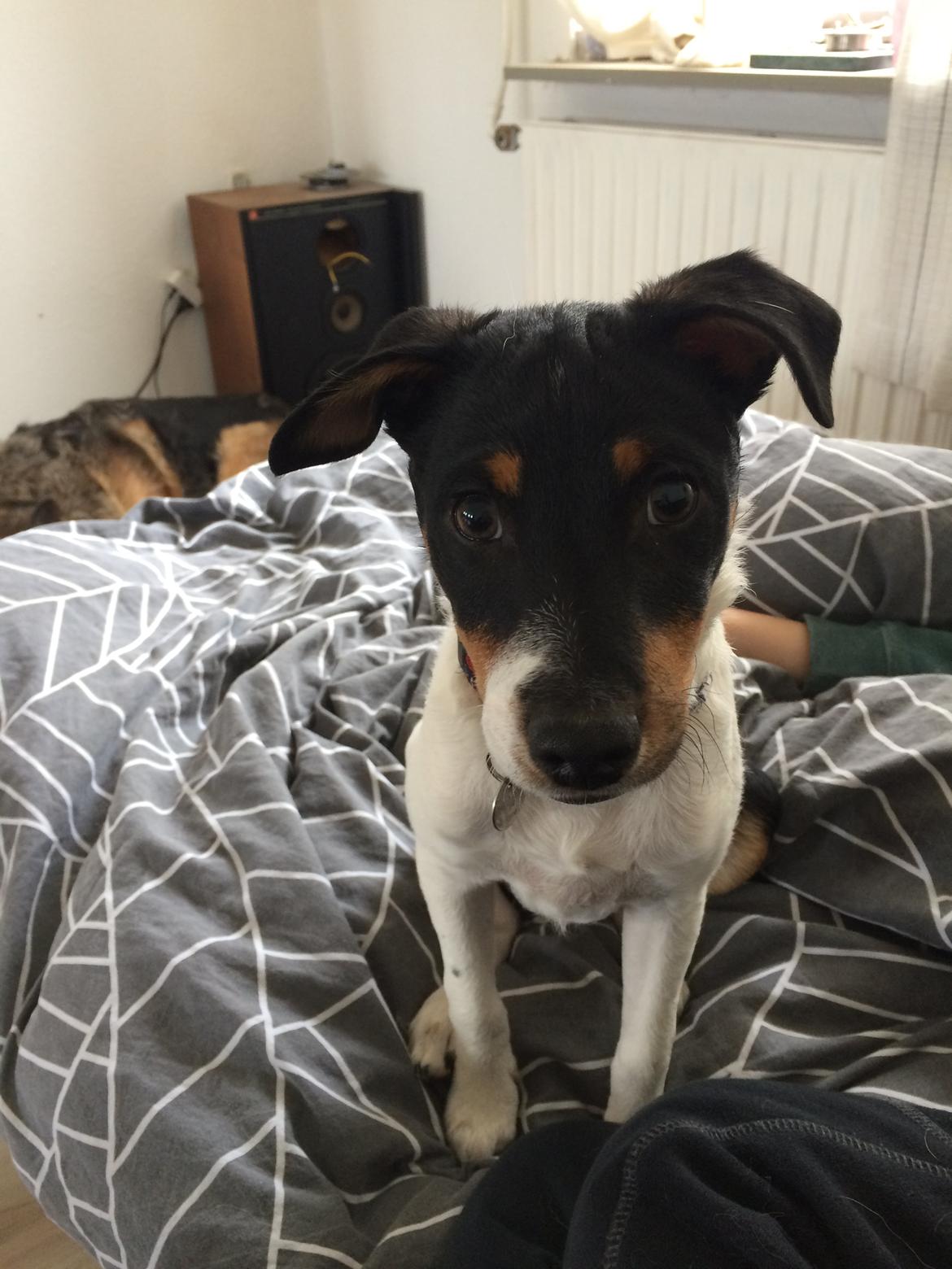 Dansk svensk gaardhund Peeta - HEJ! billede 16