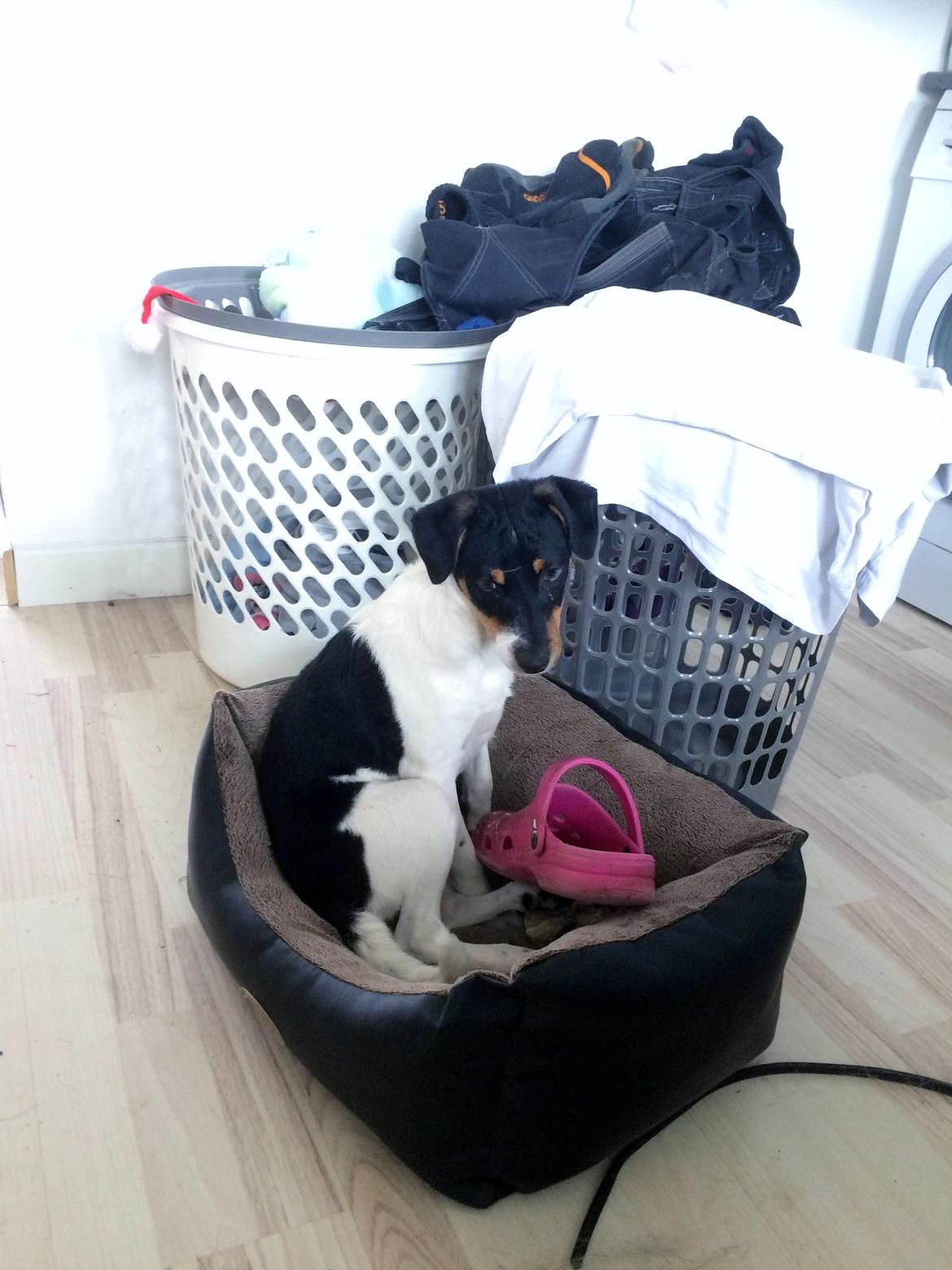 Dansk svensk gaardhund Peeta - "Undskyld mor, jeg ved godt, at jeg ikke må stjæle..." billede 18