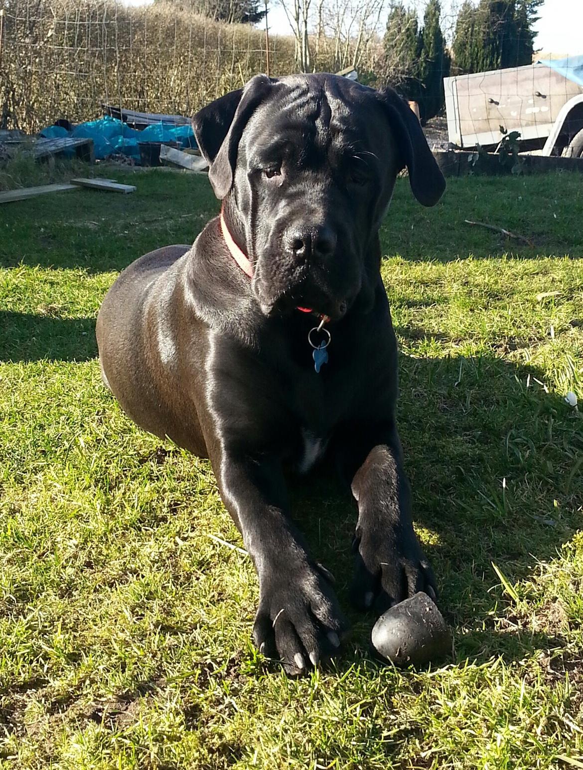 Blanding af racer Odin billede 12