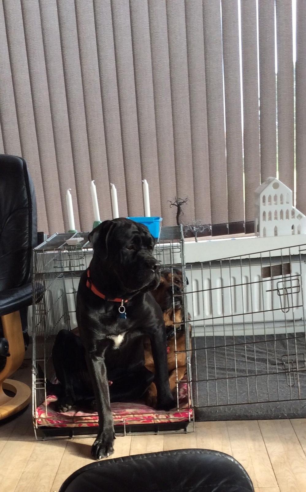 Blanding af racer Odin billede 13