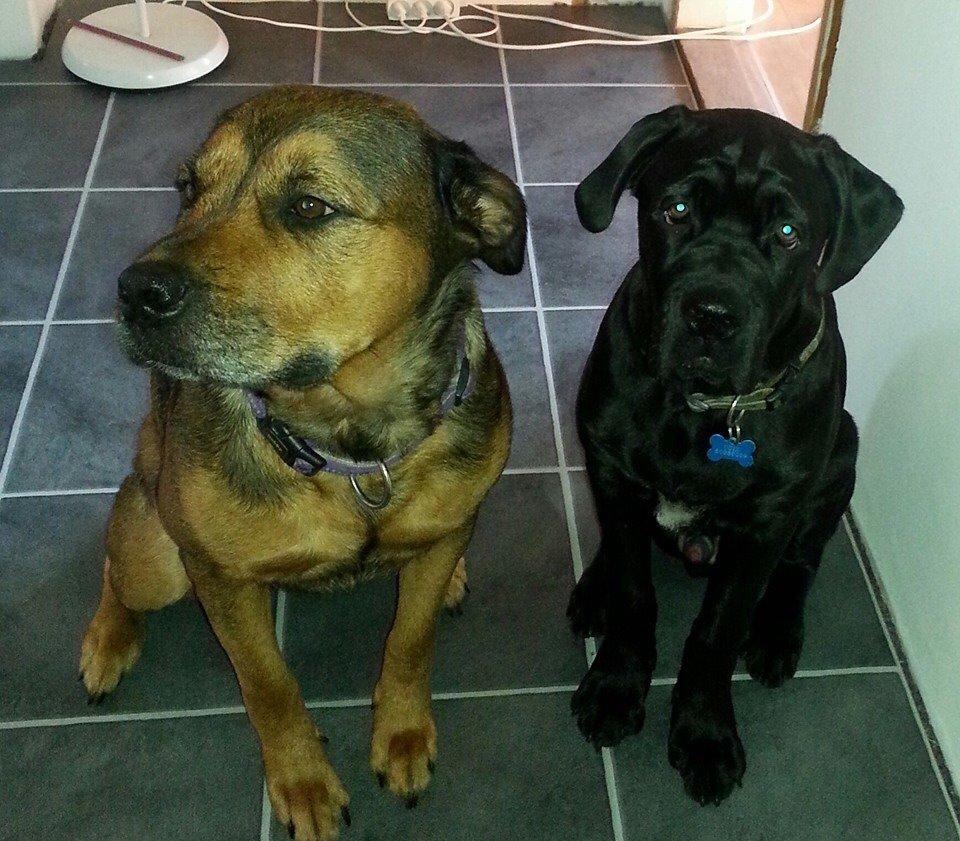 Blanding af racer Odin billede 11