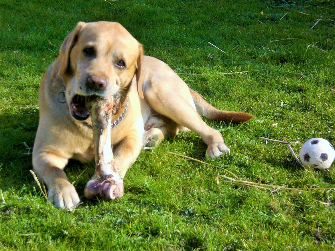 Labrador retriever Buster (himmelhund) billede 21