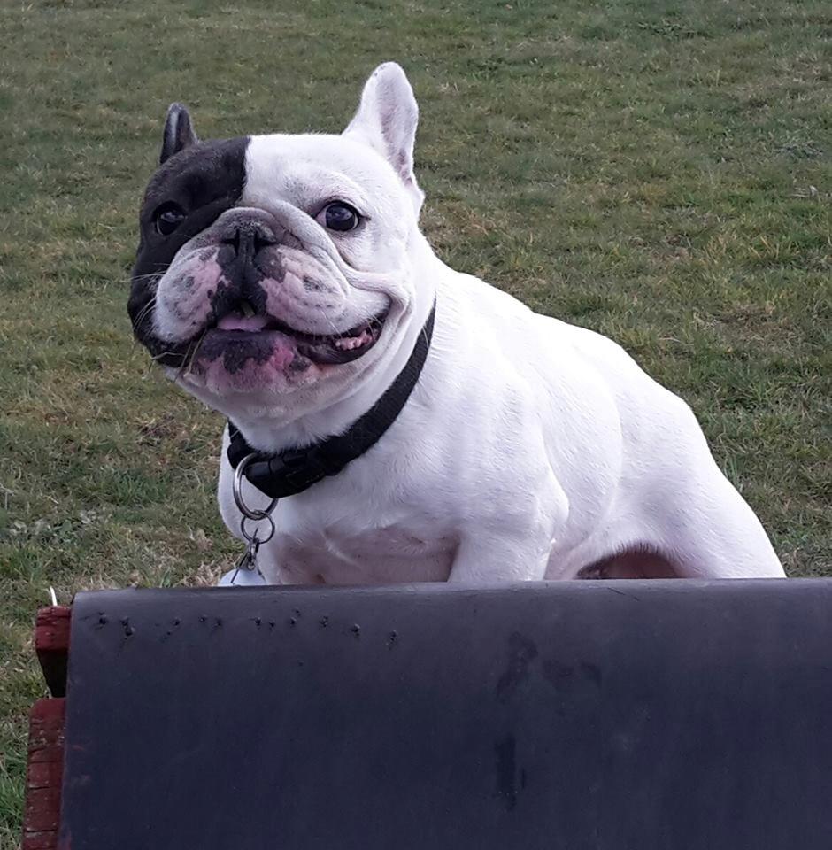 Fransk bulldog Cool Whisky. billede 9