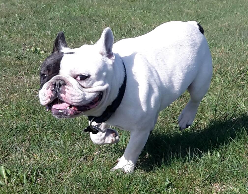 Fransk bulldog Cool Whisky. billede 10