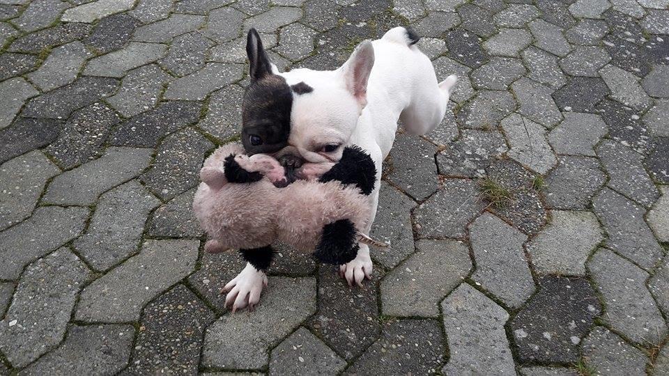 Fransk bulldog Cool Whisky. billede 11