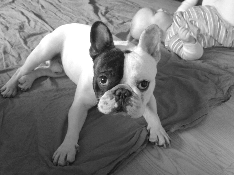 Fransk bulldog Cool Whisky. billede 12