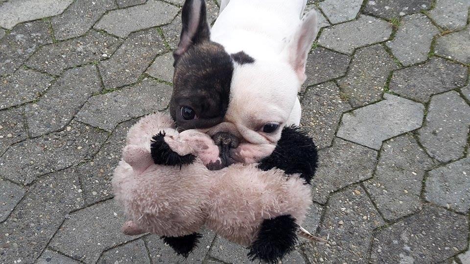 Fransk bulldog Cool Whisky. billede 13