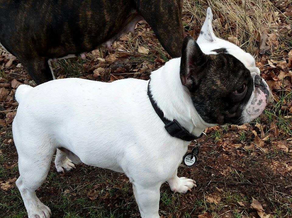 Fransk bulldog Cool Whisky. billede 14