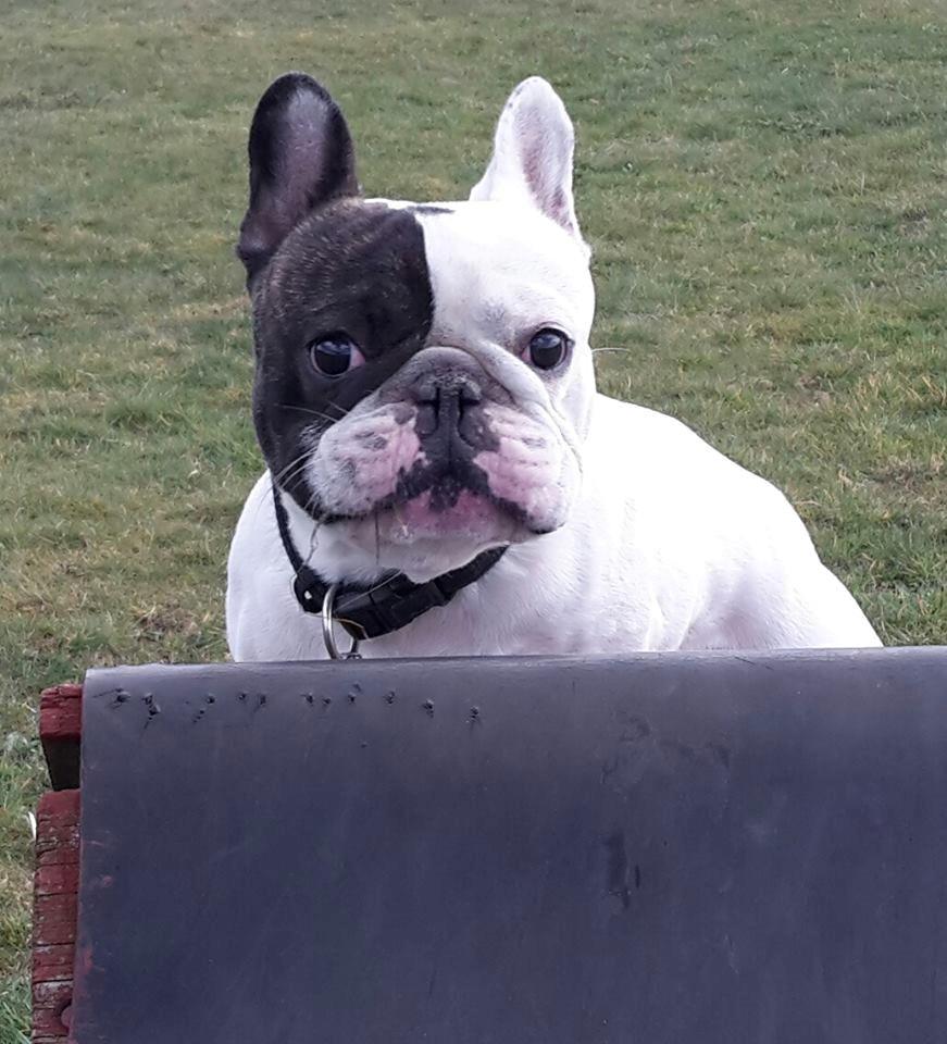 Fransk bulldog Cool Whisky. billede 1