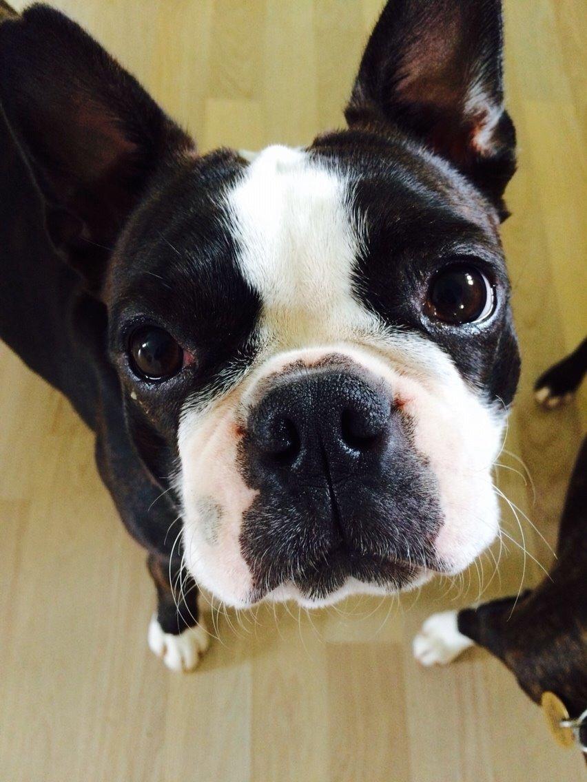 Boston terrier Cassiopeia  billede 11