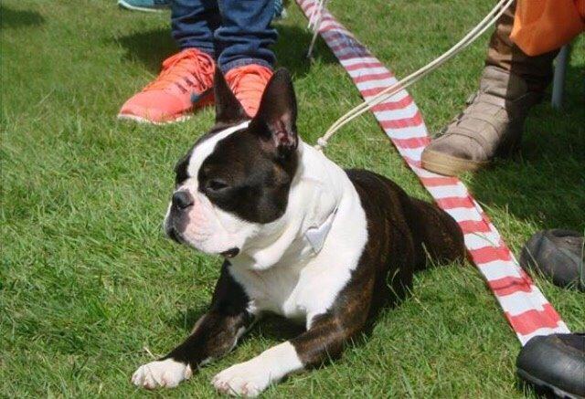 Boston terrier Cassiopeia  billede 13