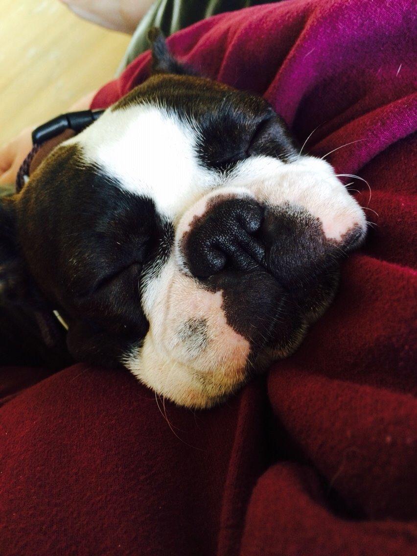 Boston terrier Cassiopeia  billede 12