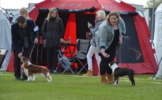 Boston terrier Cassiopeia  billede 14