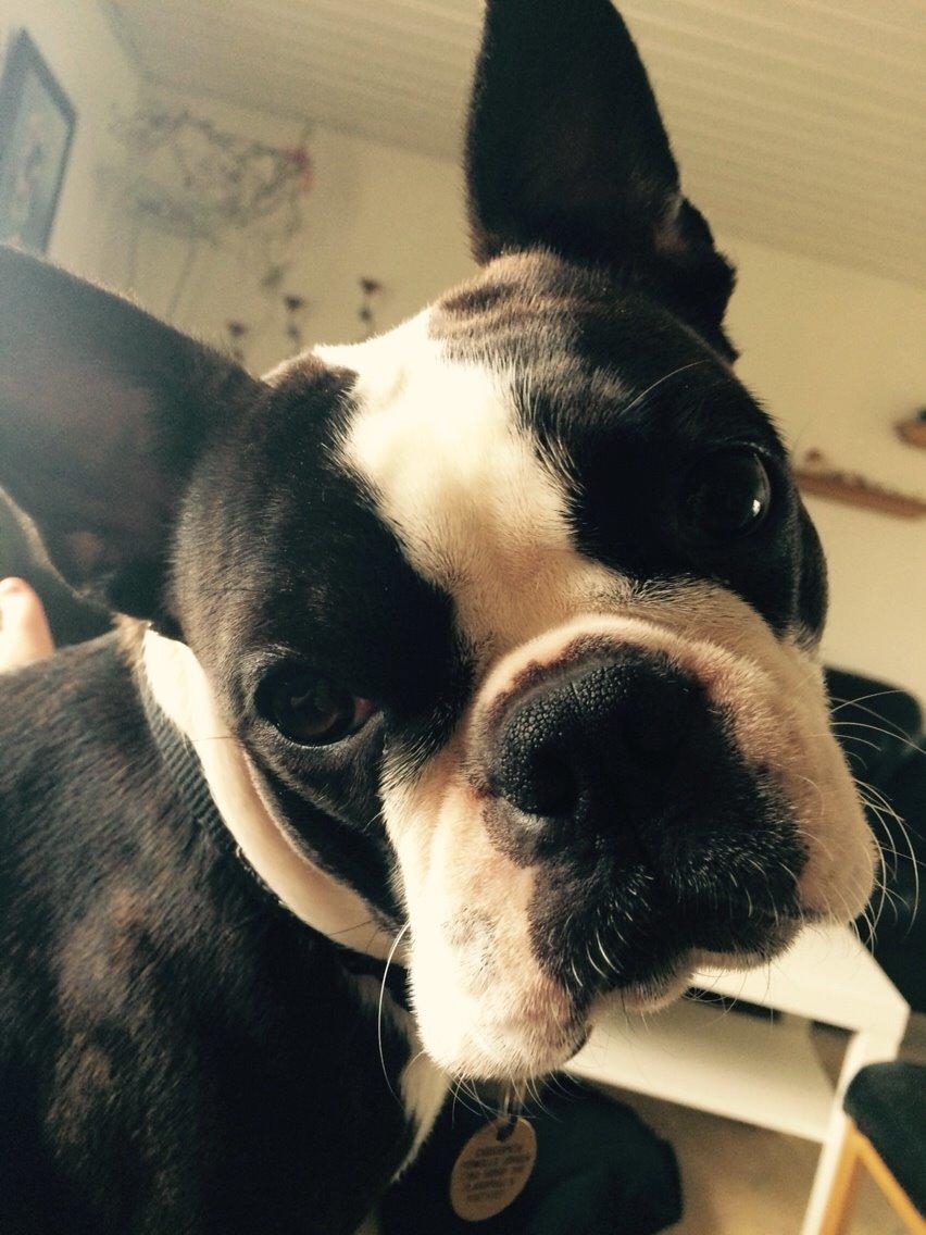Boston terrier Cassiopeia  billede 15