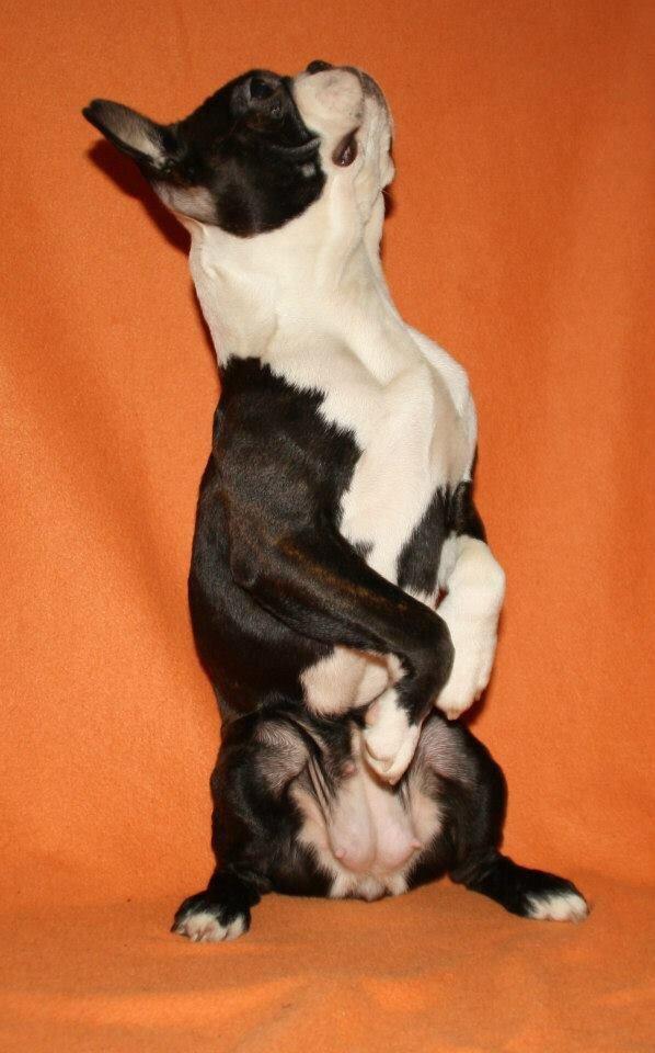 Boston terrier Cassiopeia  billede 17