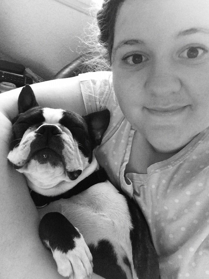 Boston terrier Cassiopeia  billede 18