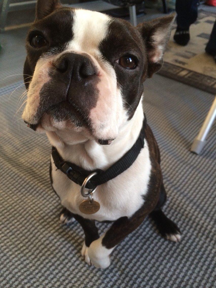 Boston terrier Cassiopeia  billede 19