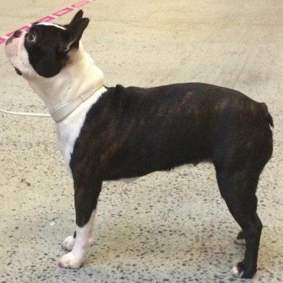 Boston terrier Cassiopeia  billede 21
